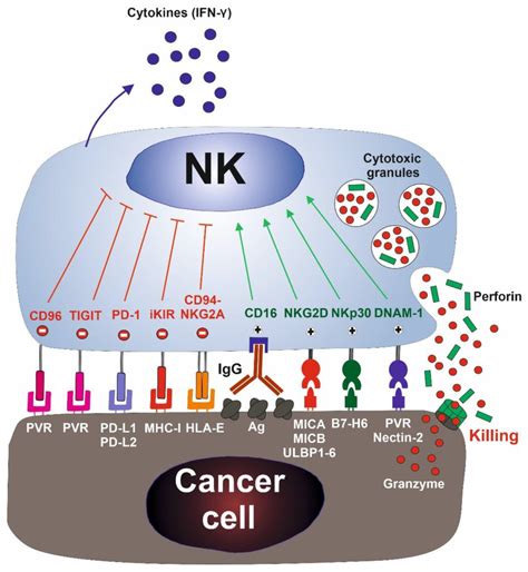 what activates nk cells.